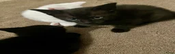Mixed Breed cats for sale: White/black beautiful kittens - Advert 8