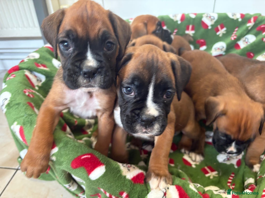 Boxer dogs for sale: Boxer puppy’s  - Advert 5