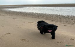 Pug dogs for stud: Kc registered tiny black pug for stud - Image 5
