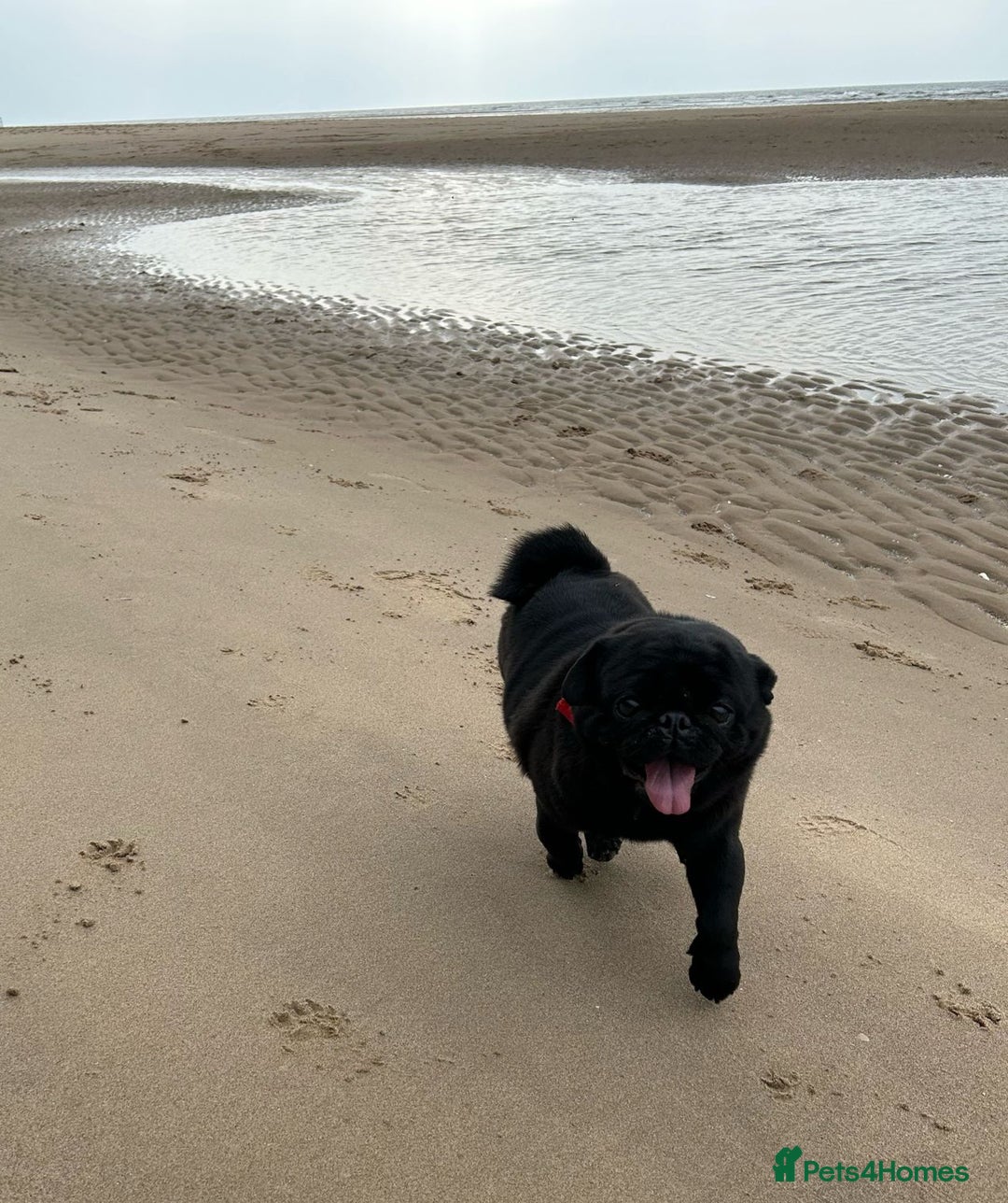 Pug dogs for stud: Kc registered tiny black pug for stud - Image 5
