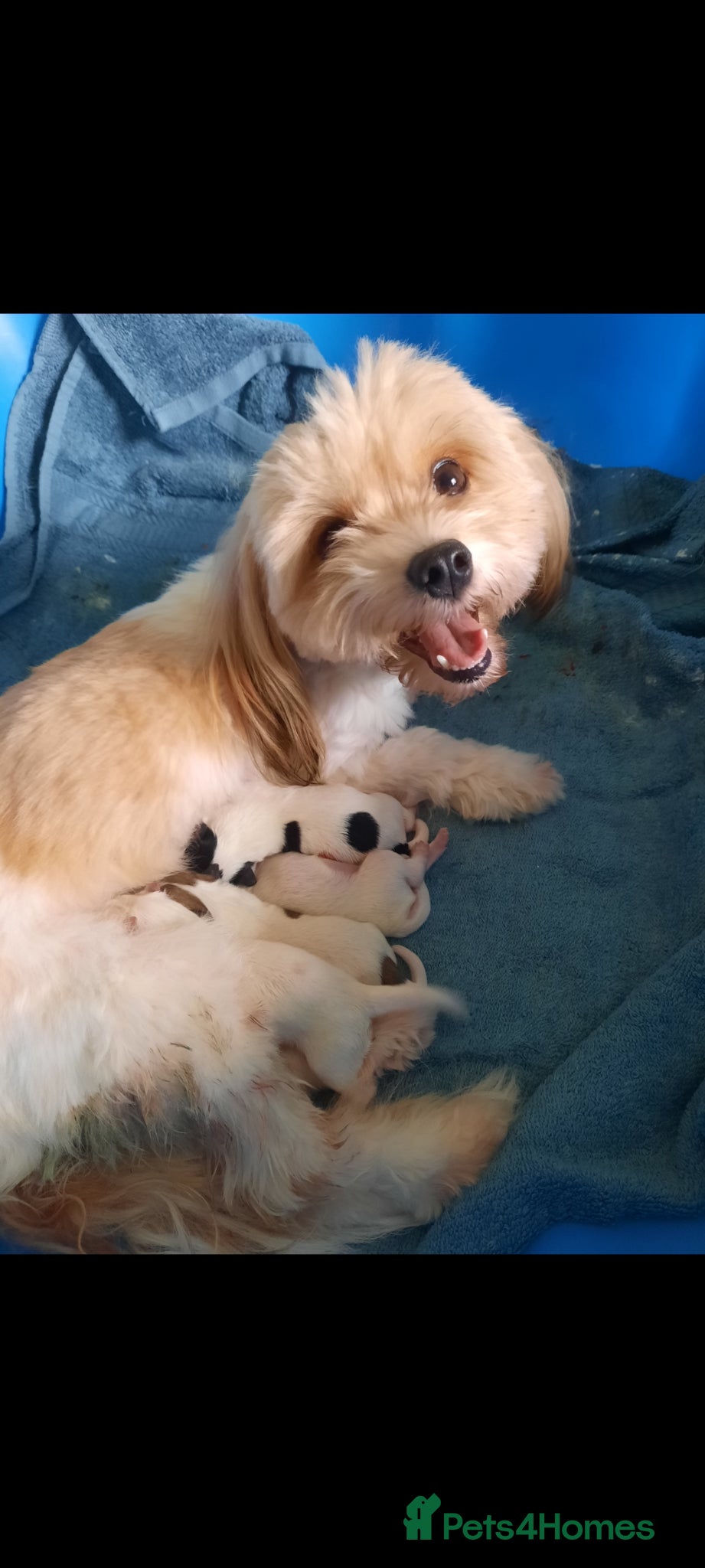 Mixed Breed dogs  4 Stunning Kyi-Leo (Lhasa Apso x Maltese) puppies - Advert 2