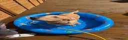Labrador Retriever dogs for sale: golden labrador - 7 months old in Hull - Advert 1