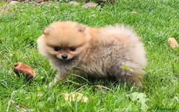 Pomeranian dogs for sale: Beautiful quality pomeranian girl puppies  - Image 8