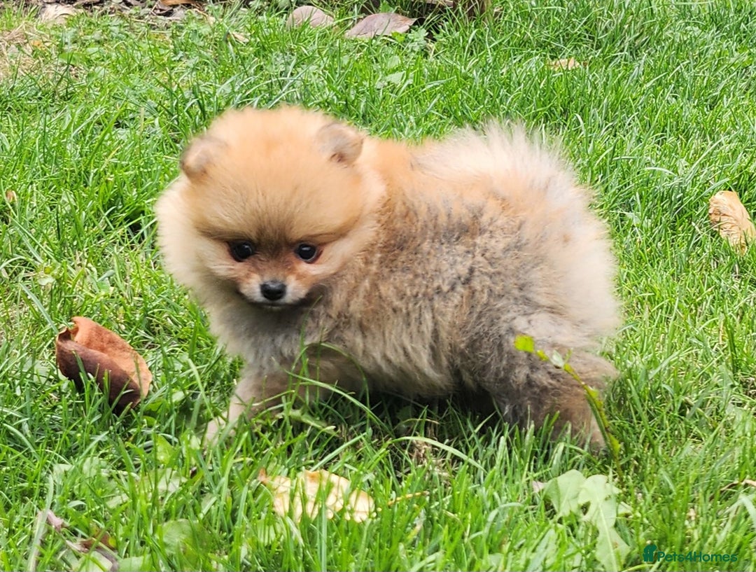 Pomeranian dogs for sale: Beautiful quality pomeranian girl puppies  - Image 8