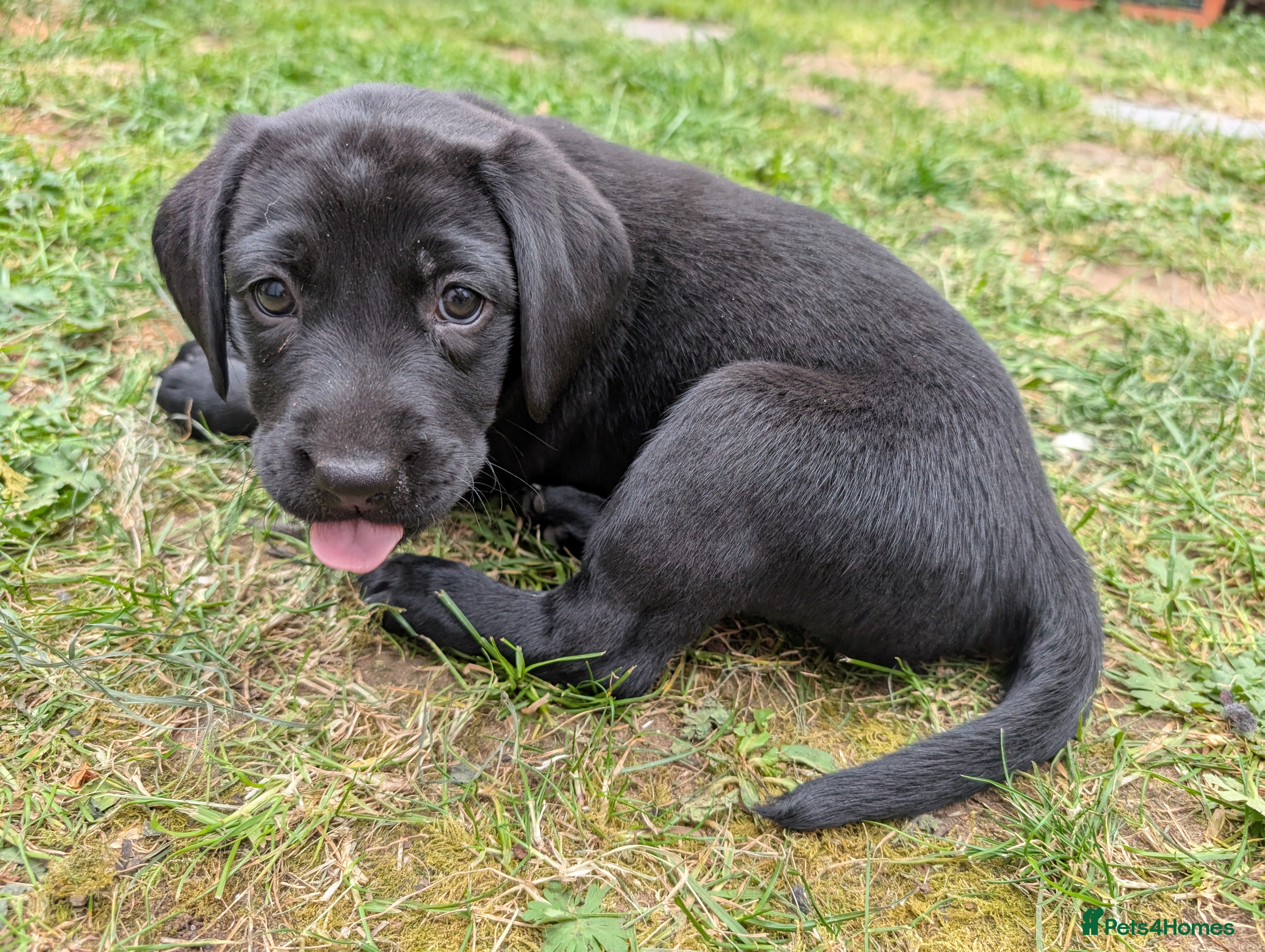 Labrador Retriever dogs Beautiful KC Registered Labrador Puppies - Advert 2