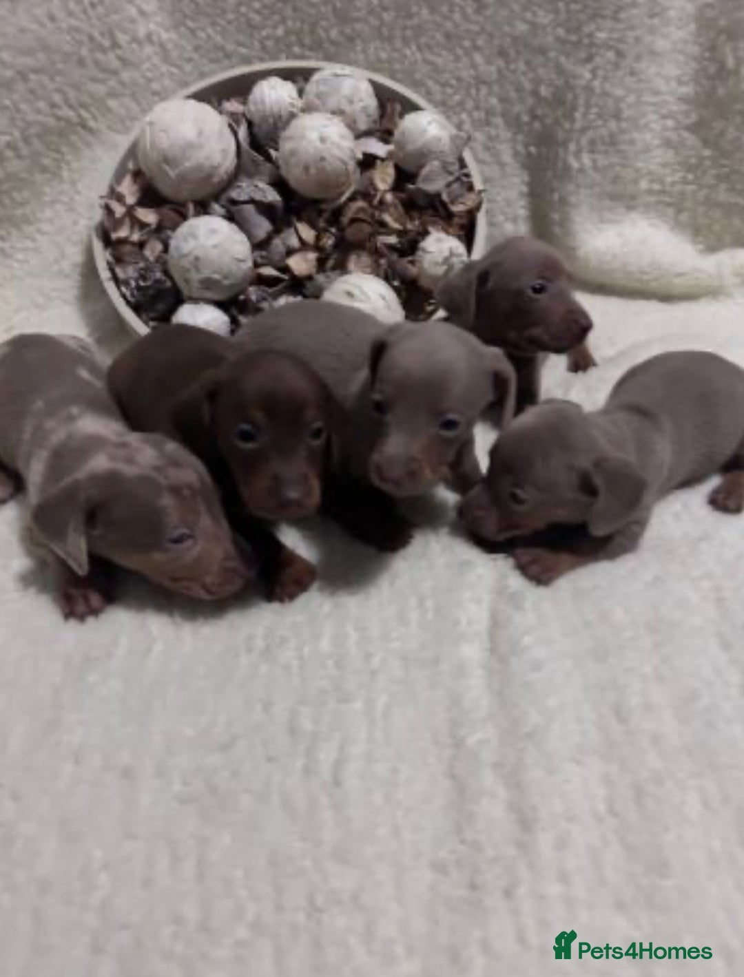 Miniature Dachshund dogs for sale: Miniature dachshunds ready to go  - Advert 3
