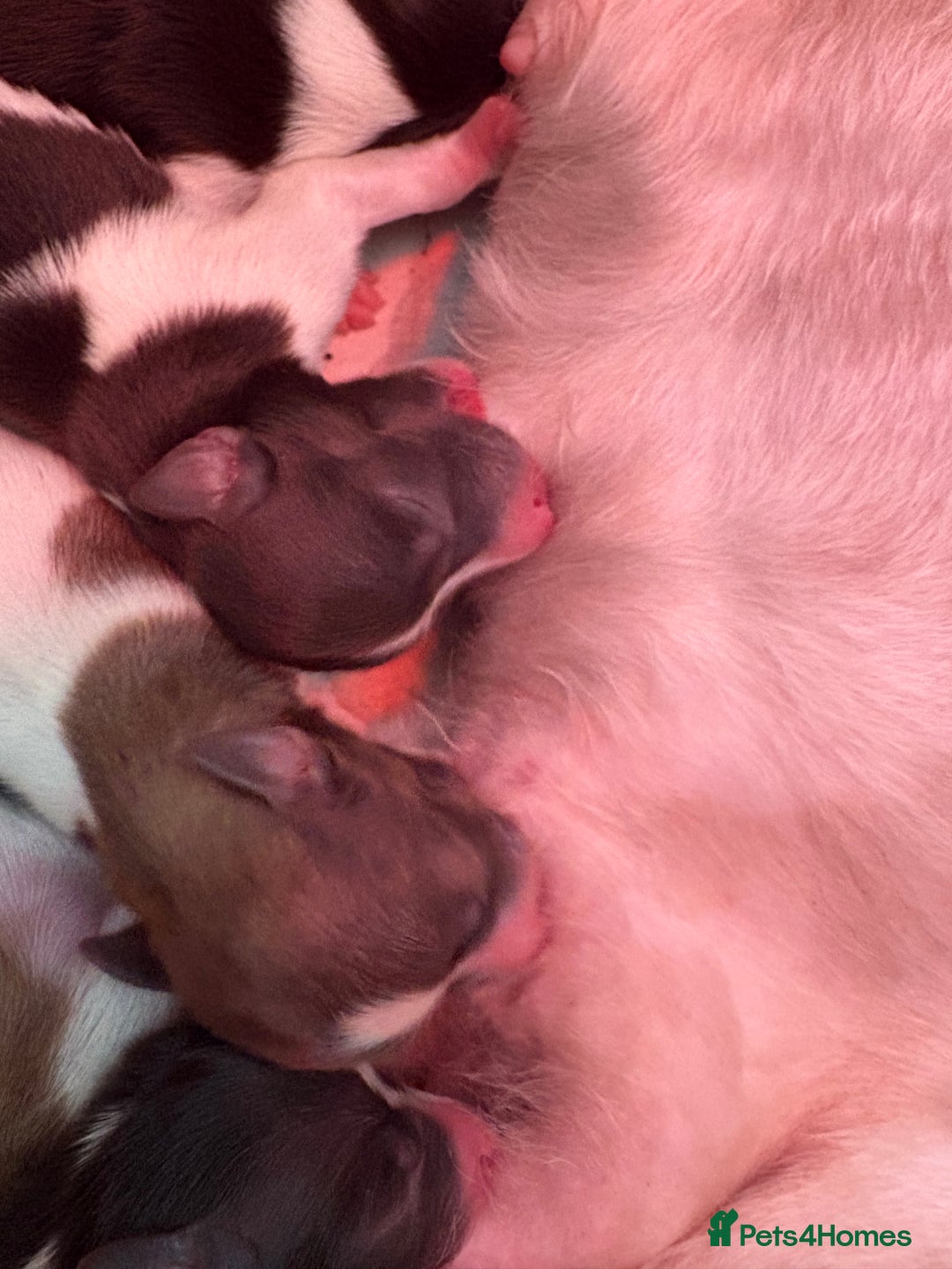 Miniature Schnauzer dogs for sale: miniature schnauzers (American lines) - Advert 15