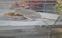 Gerbil rodents for sale: Gerbils for sale - Image 3