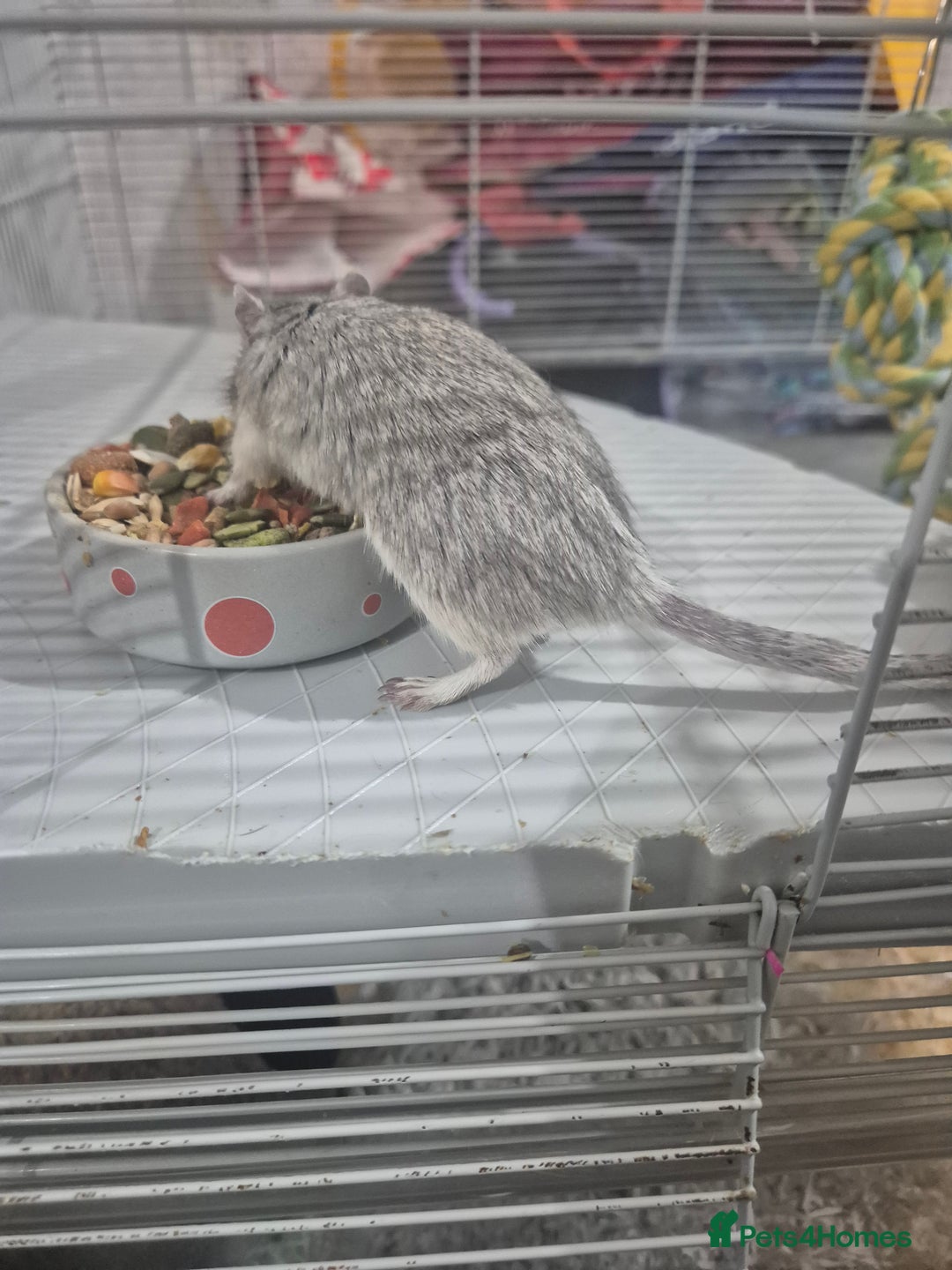 Gerbil rodents for sale: Gerbils for sale - Image 3