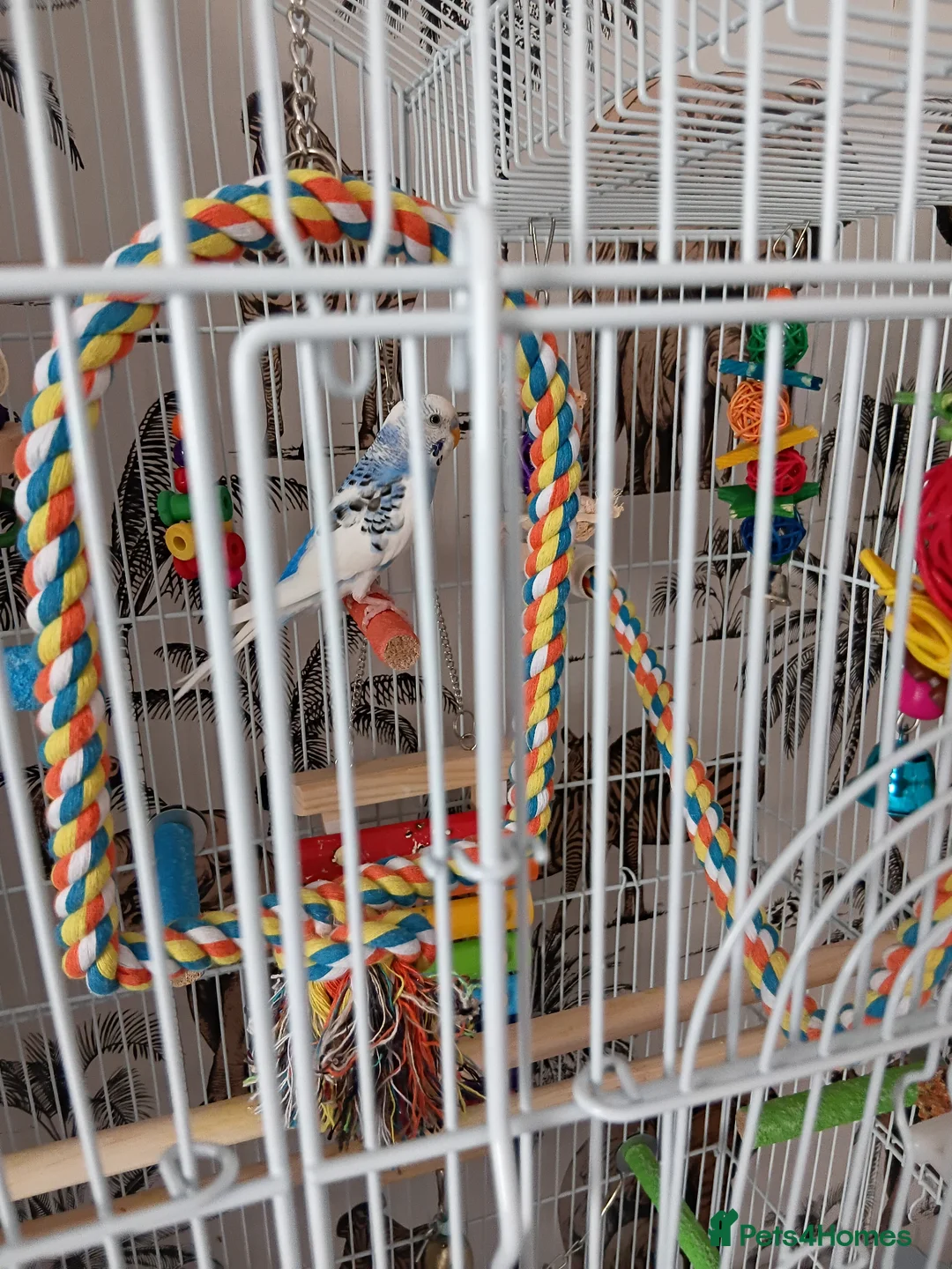 Budgerigars birds for sale: Budgie  in West Bromwich - Advert 2