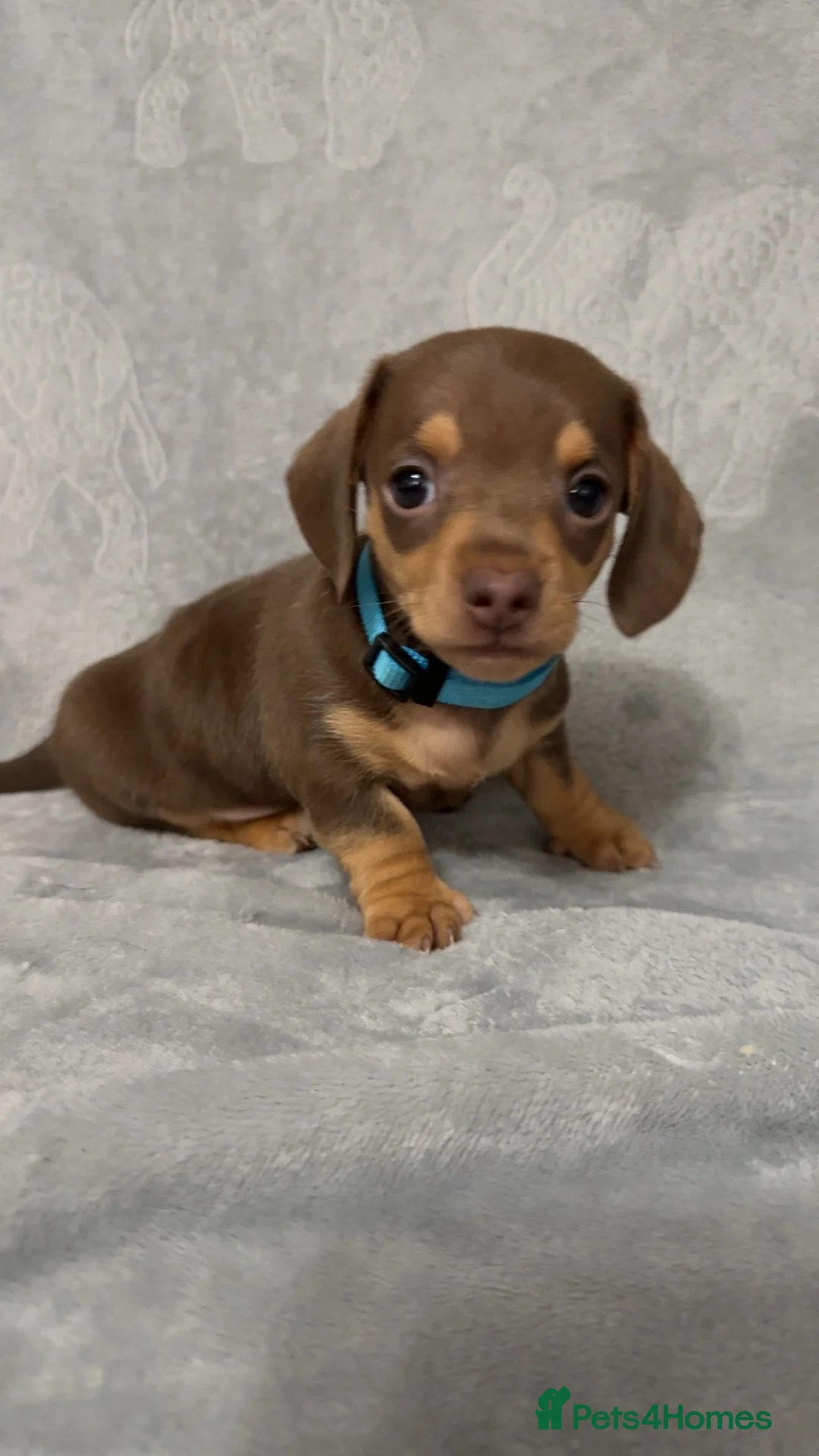 Miniature Dachshund dogs for sale: Miniature Dachshund Puppies - Advert 17