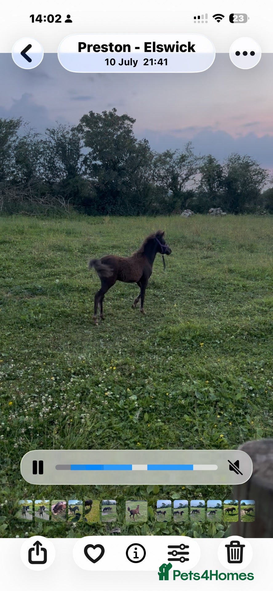 Miniature horses Falabella blend colt dob 7/4/26 - Advert 1