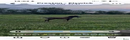 Miniature horses for sale: Falabella blend colt - Advert 4