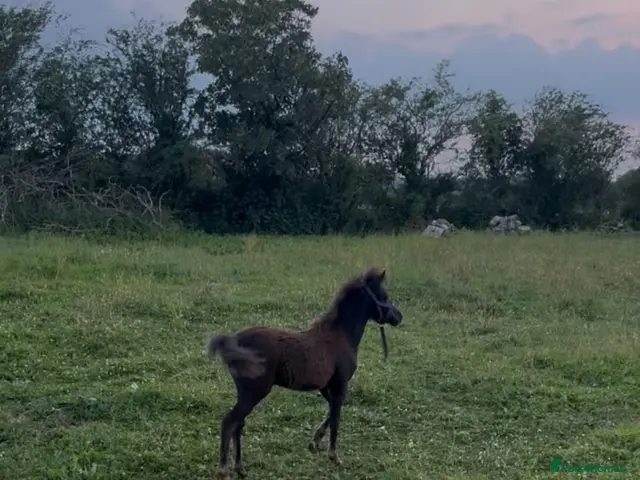 Miniature horses for sale: Falabella blend colt dob 7/4/26 - Advert 1