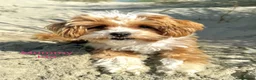 Maltipoo dogs for sale: Maltipoo Puppies  - Advert 23