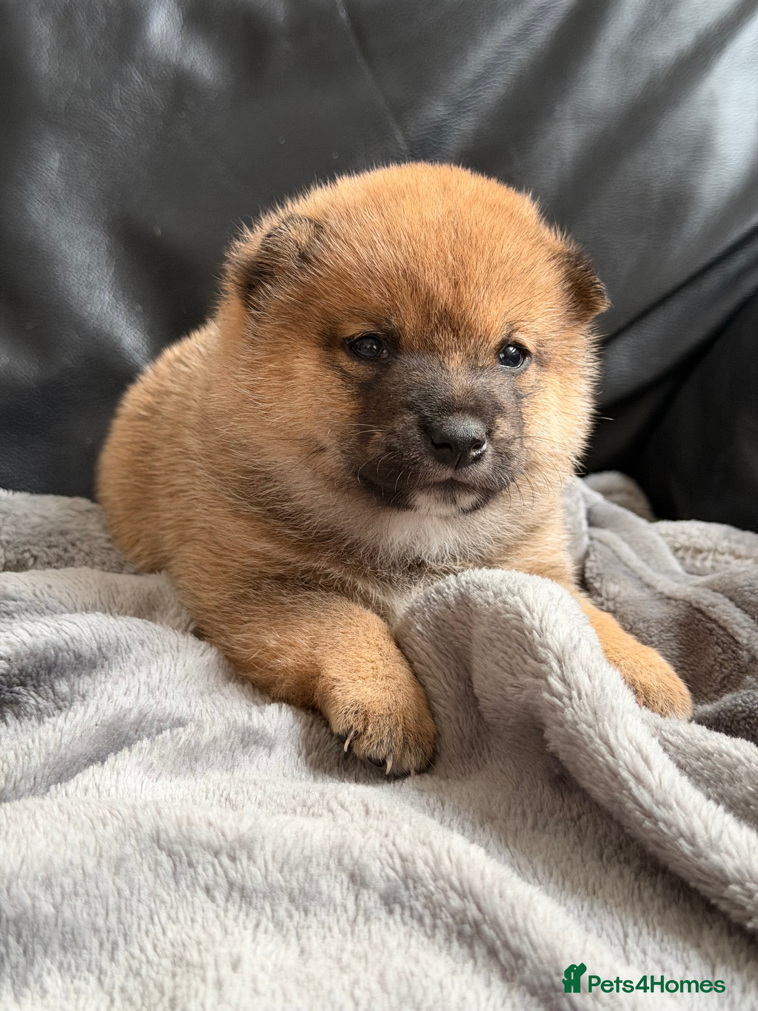 Japanese Shiba Inu dogs for sale: Japanese Mameshiba Inu Puppies Show Grade - Advert 13