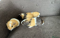 Guinea Pig rodents for sale: Baby BOY Guinea Pigs - Image 3