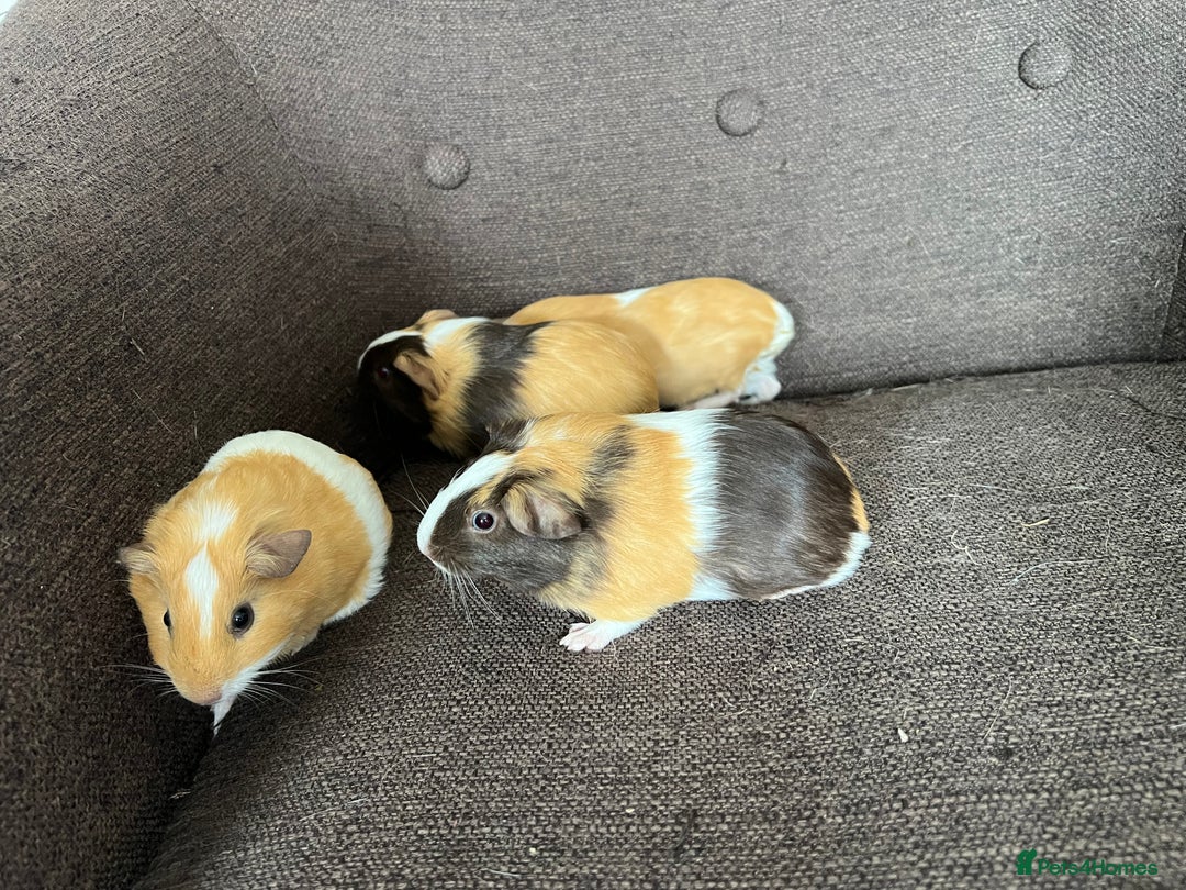 Guinea Pig rodents for sale: Baby BOY Guinea Pigs - Image 3