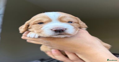Cocker Spaniel dogs - Advert 2