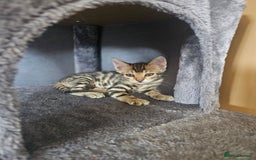 Bengal cats for sale: Bengal kittens. Absolutely beautiful!  - Image 31