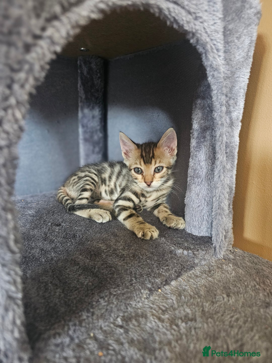 Bengal cats for sale: Bengal kittens. Absolutely beautiful!  - Image 31