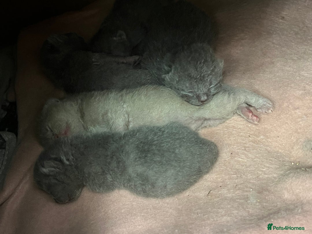 Scottish Fold cats for sale: Scottish fold /Scottish straight KITTENS - Advert 6