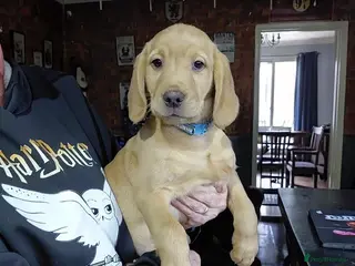 Cockerdor dogs Cockerdor pupies - Advert 5