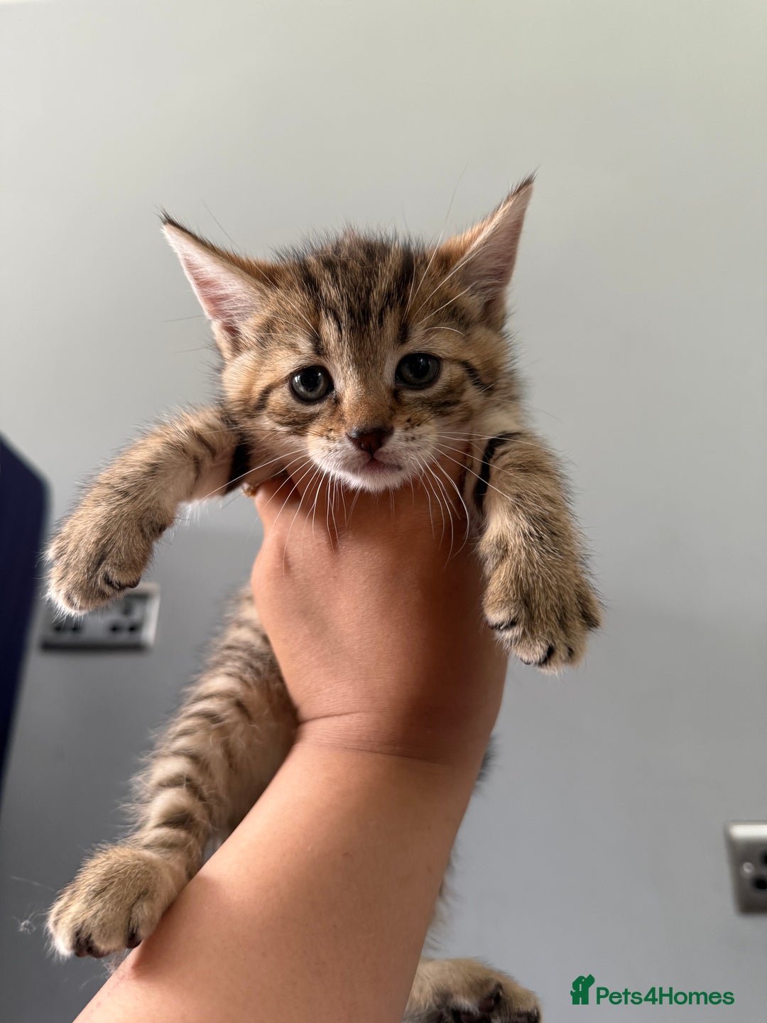 Domestic Shorthair cats for sale: 2 Stunning tabby boys available  - Image 2