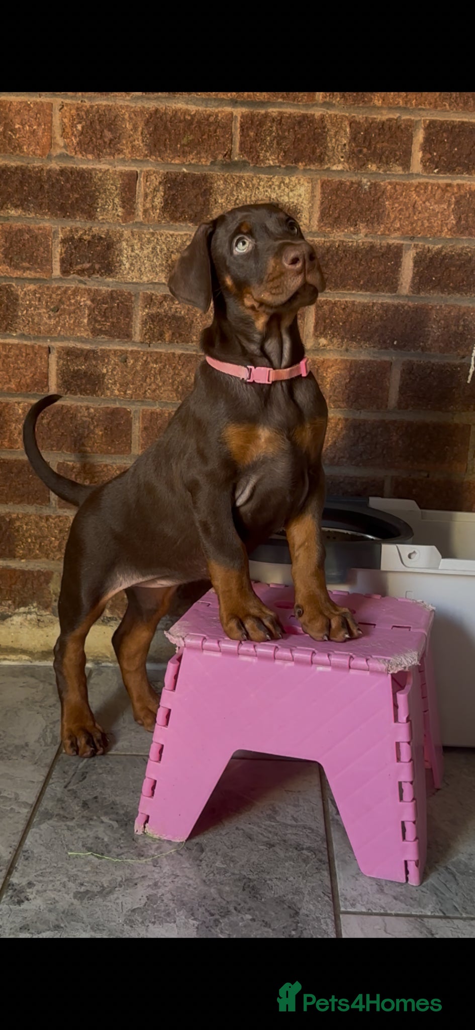 Dobermann dogs READY TO LEAVE full European Doberman jab pups - Advert 1