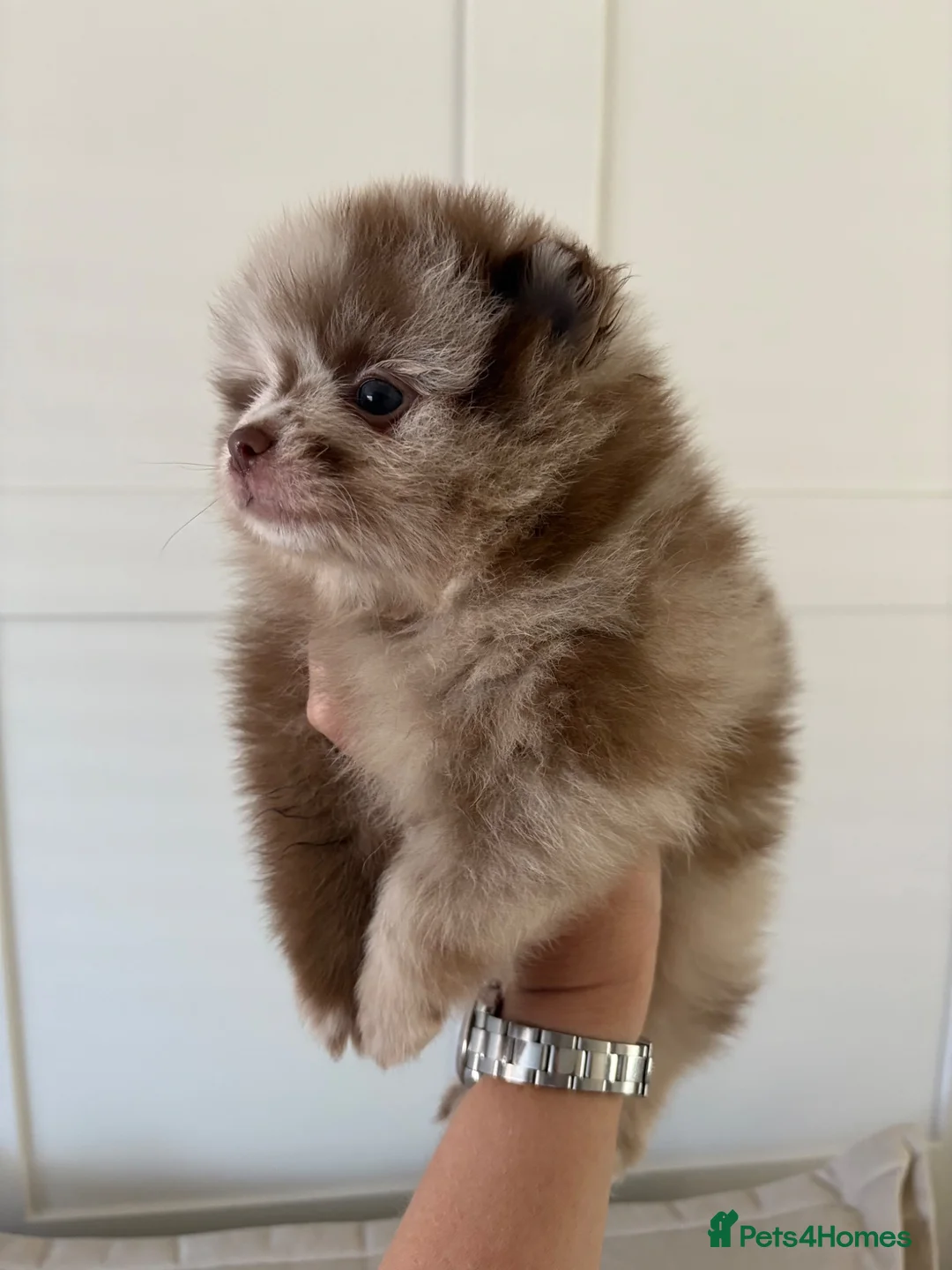 Pomeranian dogs for sale: Pomeranian Puppys merle male Choc&Tan girl 💕🐾 - Advert 2