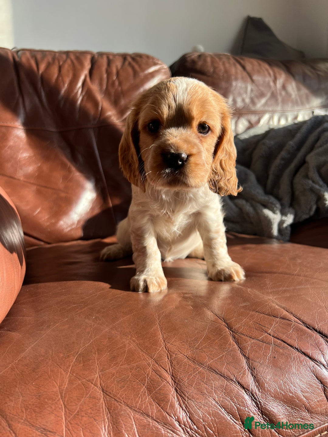 Cocker Spaniel dogs for sale: 🐾 Cocker Puppies 🐾 - Image 10