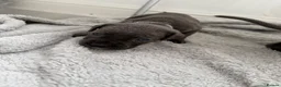Cane Corso dogs for sale: 10 stunning cane corso puppies for sale!! - Advert 11