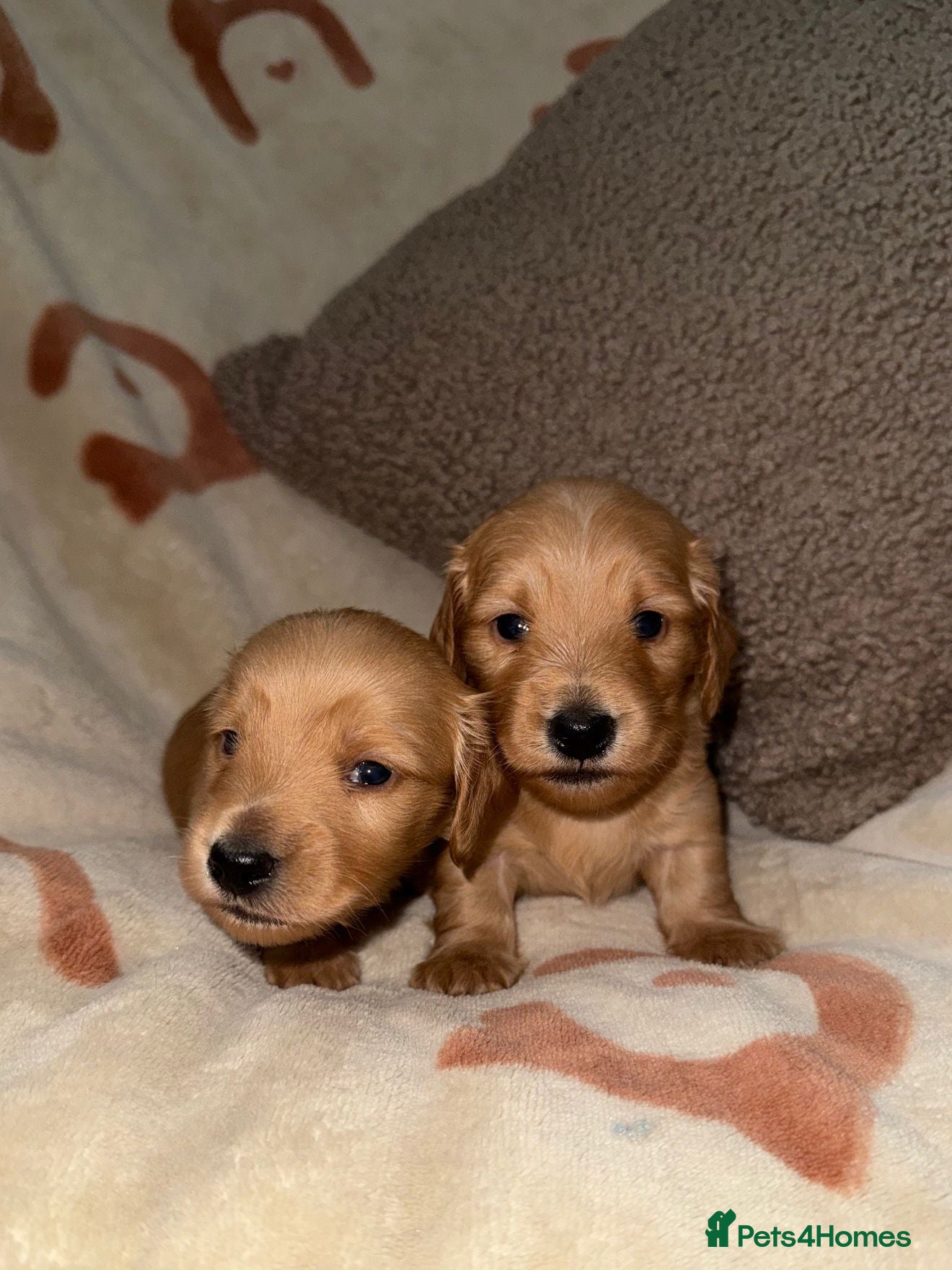 Miniature Dachshund dogs 🧡💛Stunning Longhaired Dachshund Puppies💛🧡 - Advert 1