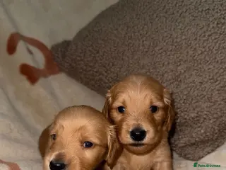 Miniature Dachshund dogs 🧡💛Stunning Longhaired Dachshund Puppies💛🧡 - Advert 1