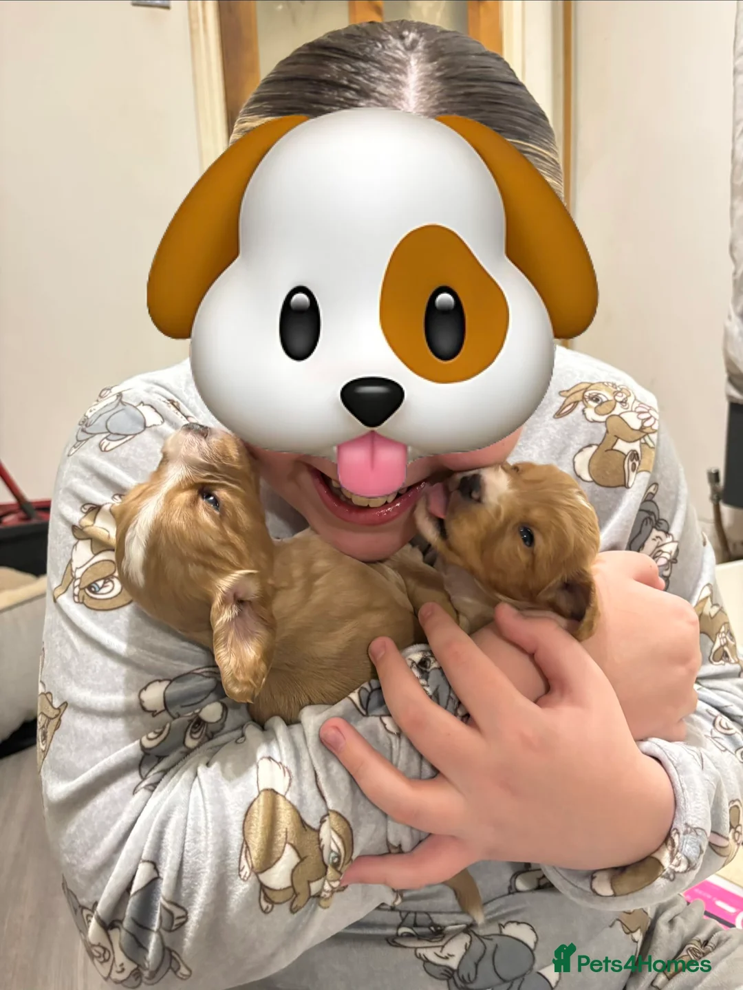 Cocker Spaniel dogs for sale: Cocker spaniel  - Advert 7