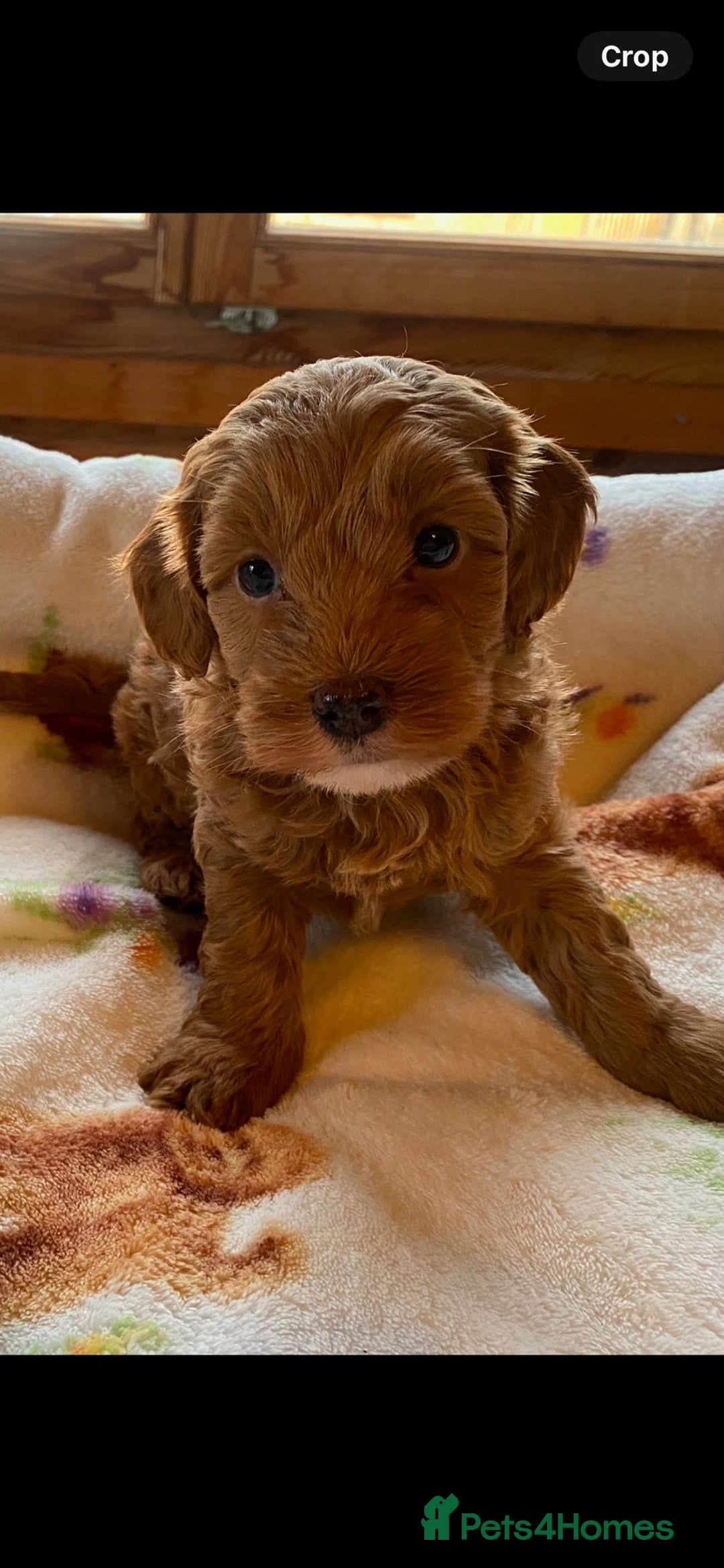 Cavapoo dogs for sale: Cavapoo puppies  - Image 5