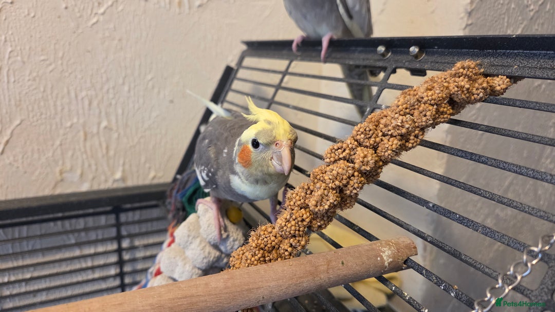 Cockatiels birds for sale: Fully weaned hand tame male baby cockatiel  - Image 3