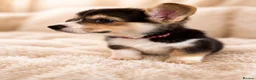 Welsh Corgi Pembroke dogs for sale: KC Registered Pembroke Welsh Corgi Puppies - Advert 20