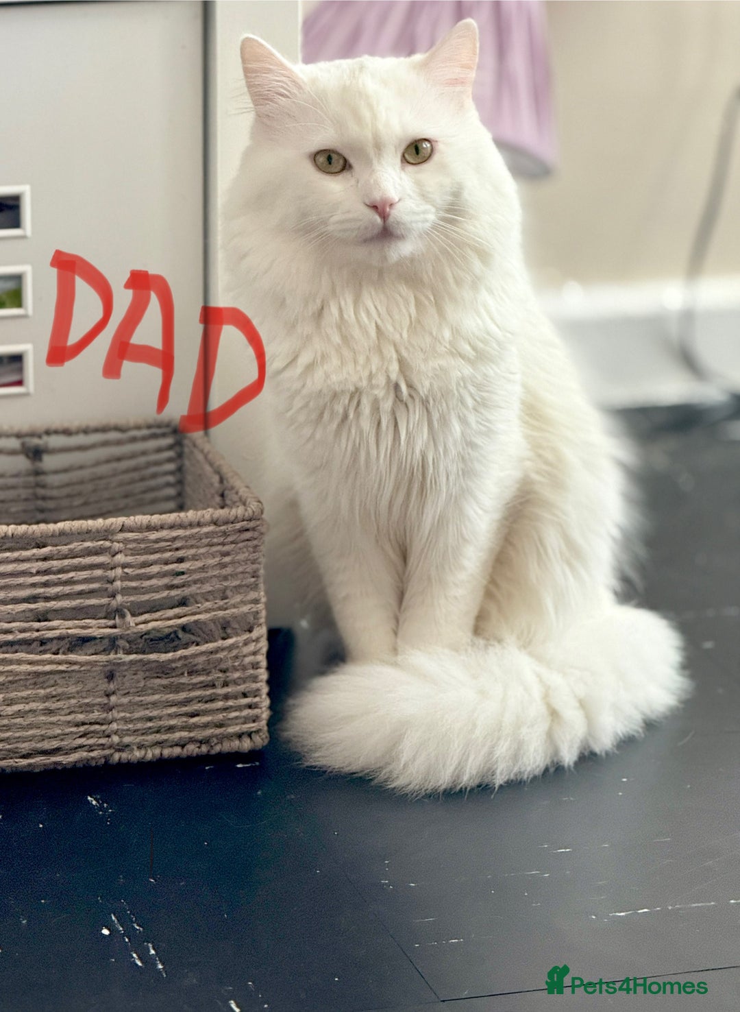 Persian cats for sale: Loving Persian x Maine Coon Kittens Indoors only - Image 16