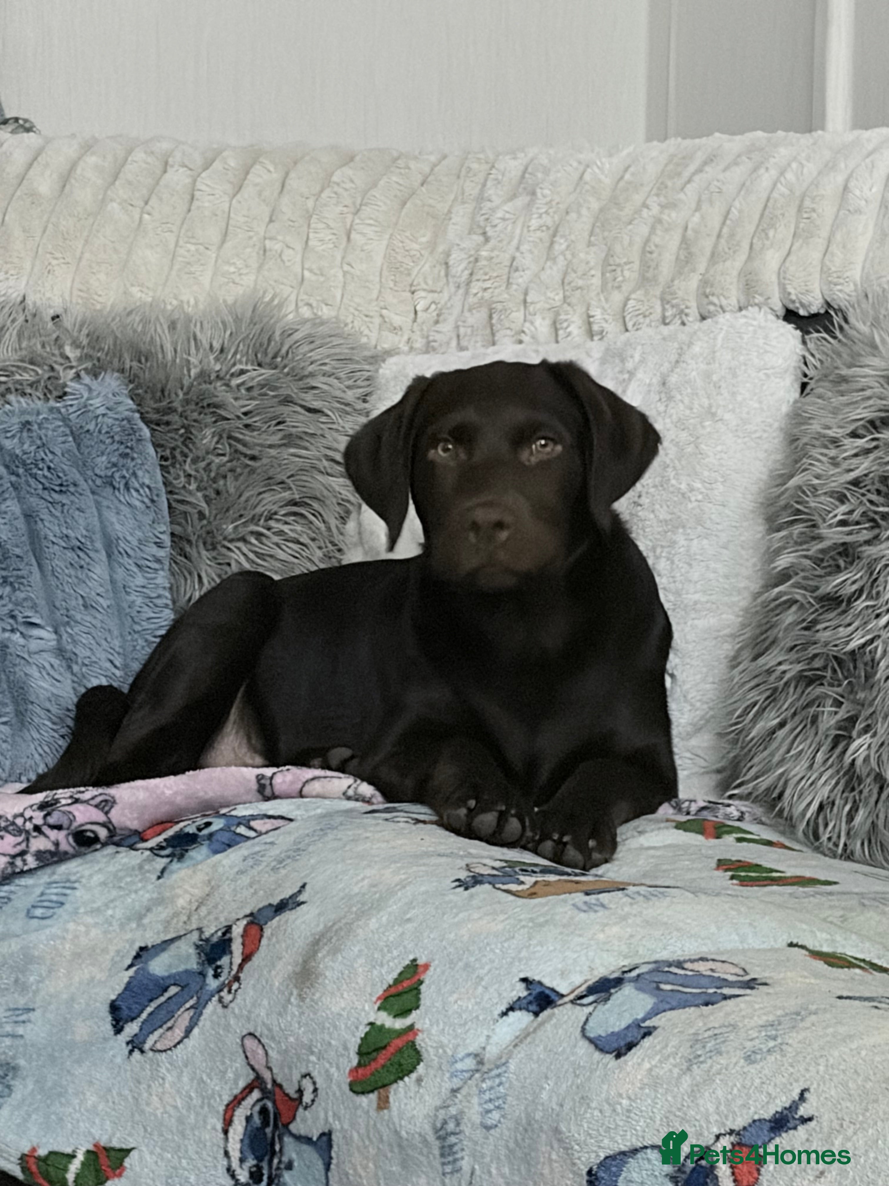 Labrador Retriever dogs Chocolate Labrador 4 month male  - Advert 1