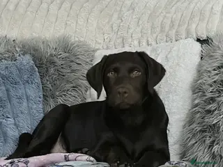 Labrador Retriever dogs Chocolate Labrador 4 month male - Advert 9