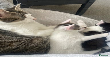 Mixed Breed cats - Advert 3