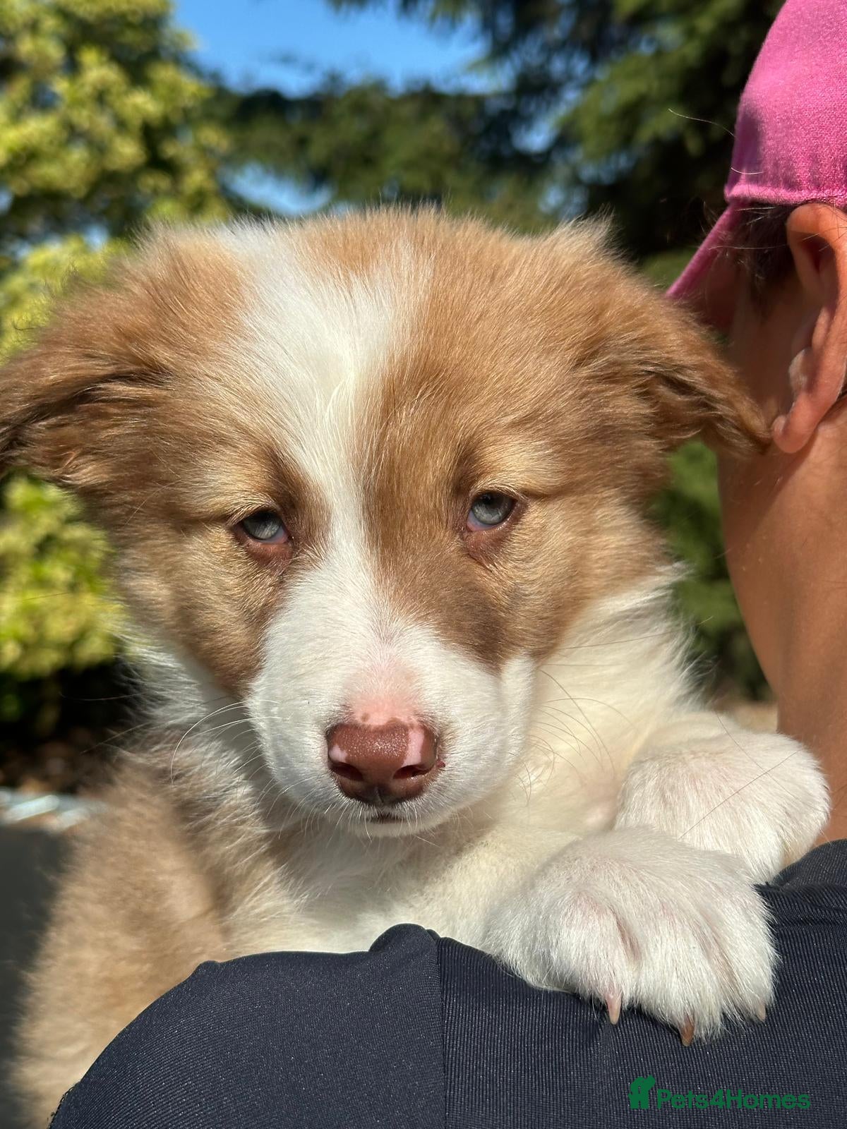 Border Collie dogs Stunning border collie pups  - Advert 1