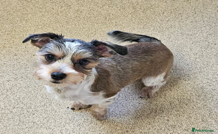 Yorkshire Terrier dogs 🤎 DNA tested parents-White Ocean Pearl boy 🤎 - Advert 3