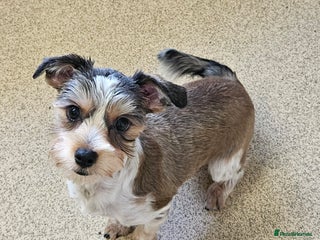 Yorkshire Terrier dogs 🤎 DNA tested parents-White Ocean Pearl boy 🤎 - Advert 6