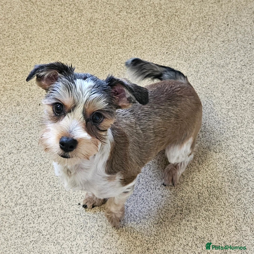 Yorkshire Terrier dogs for sale: 🤎 DNA tested parents-White Ocean Pearl boy 🤎 - Advert 1