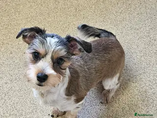 Yorkshire Terrier dogs 🤎 DNA tested parents-White Ocean Pearl boy 🤎 - Advert 4