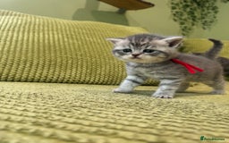 Scottish Fold cats for sale: Scottish straights  - Image 4