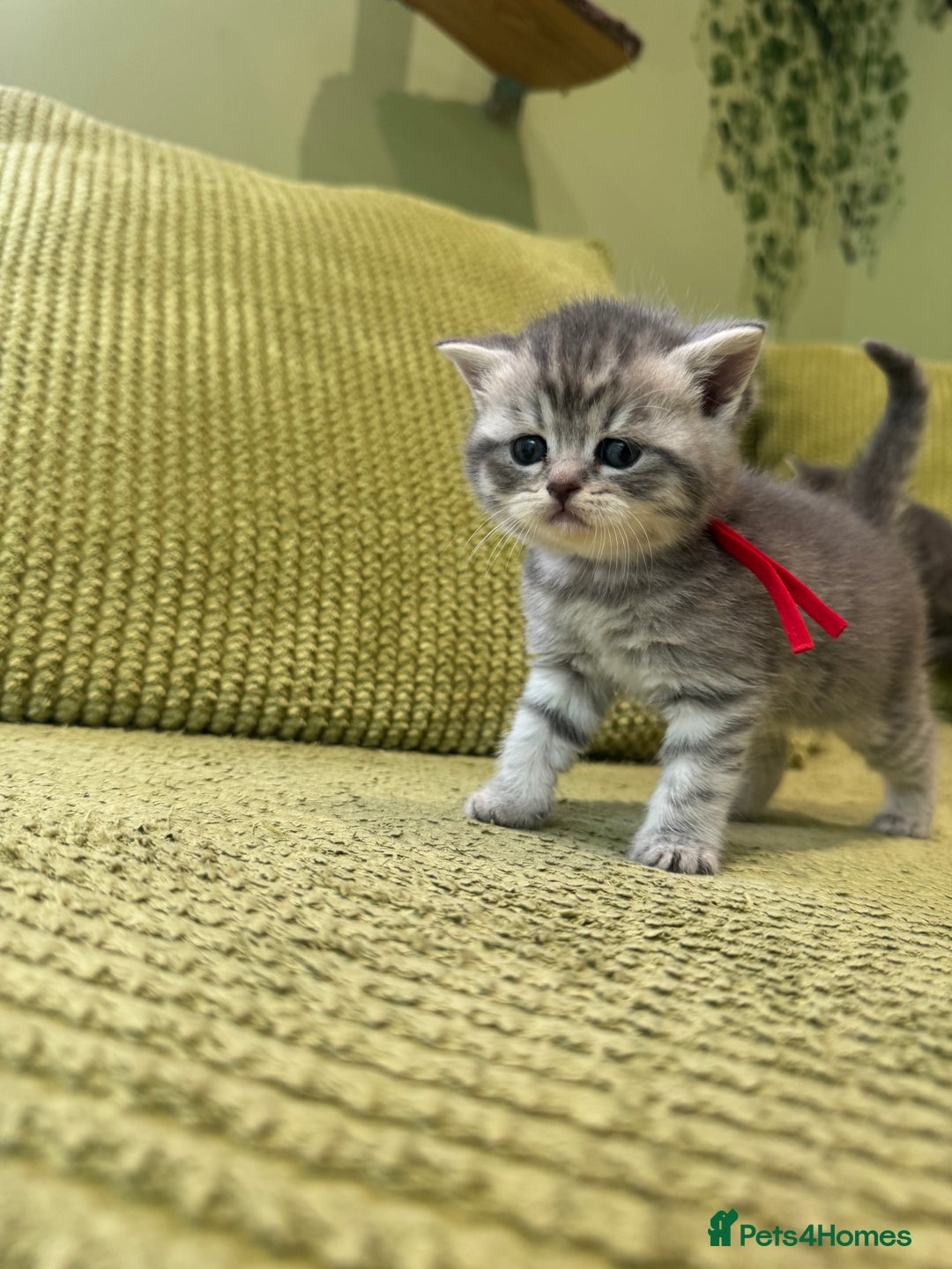 Scottish Fold cats for sale: Scottish straights  - Image 4