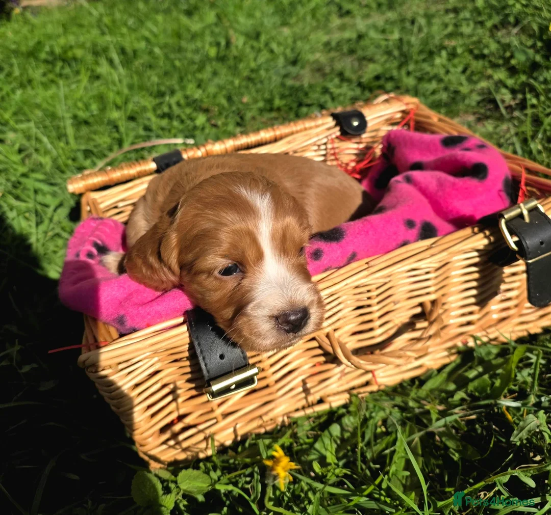 Cocker Spaniel dogs for sale: KC FTCH bloodlines cocker spaniels - Advert 20